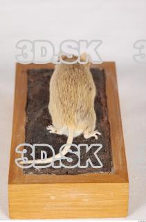 Mouse-Mus musculus 0013